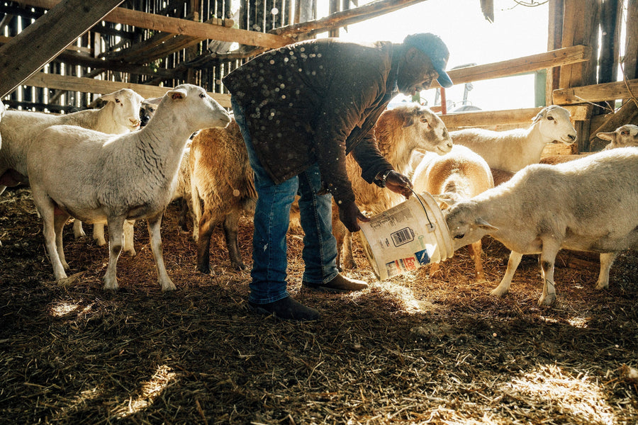 At Work with Ballew Farms: Cultivating Deep Roots