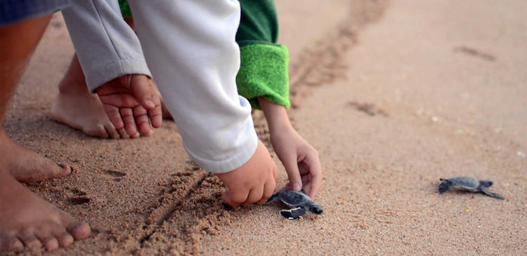 A child helps a baby sea turtle reach the ocean