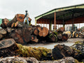 At Work with Goby Walnut: Upcycling Dying Trees into Heirloom Lumber