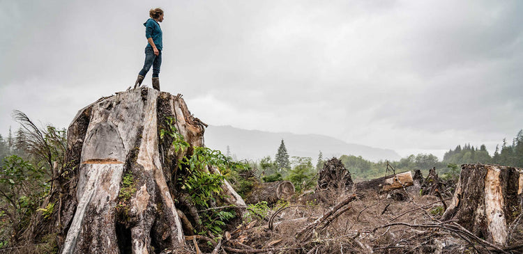 The Tongass rainforest in Alaska