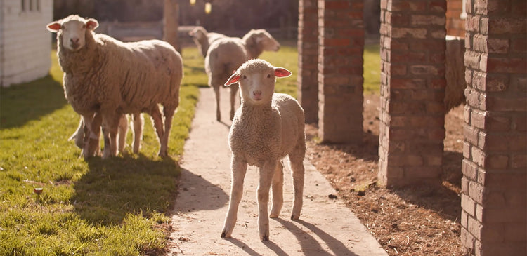 A few sheep looking at the camera