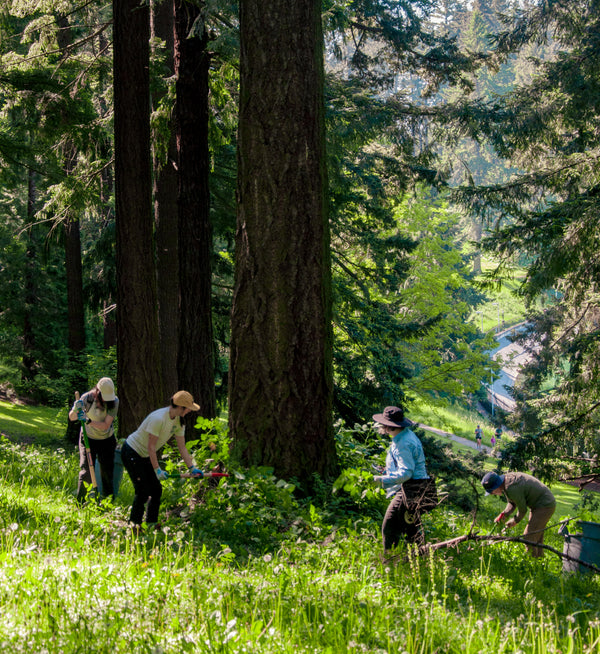 A group of people working with shovels in a forest.