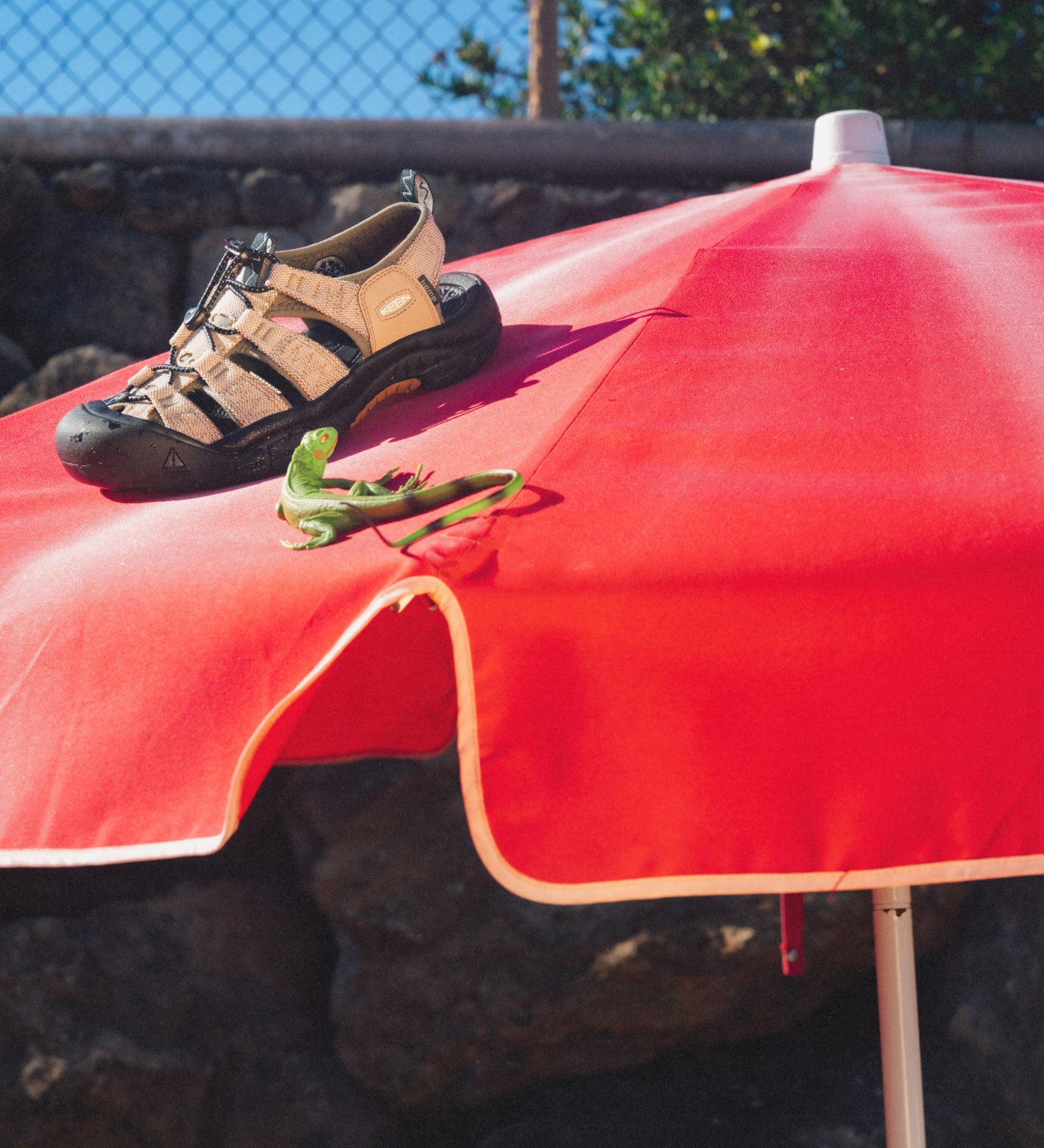 Image of a red poolside umbrella with a tan KEEN x Gramicci Newport sandal sitting on top, while a green lizard stares as the shoe next to it. 