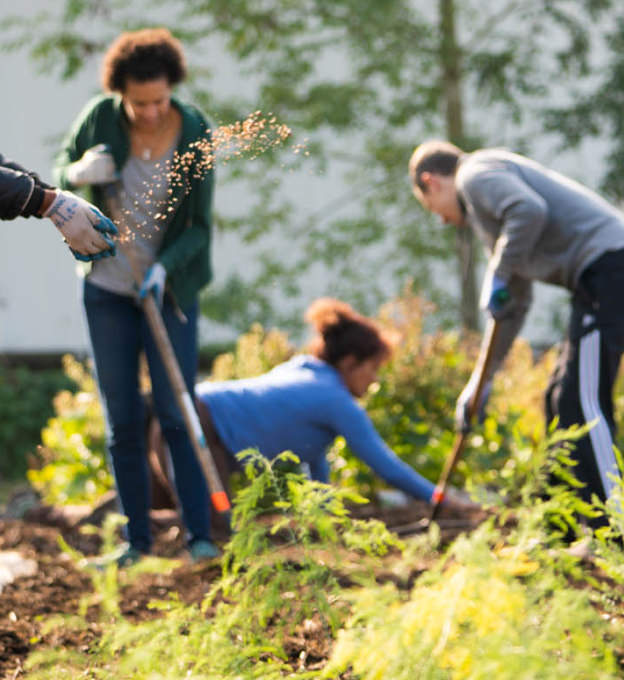 People digging into the ground with shovels on a sunny day.