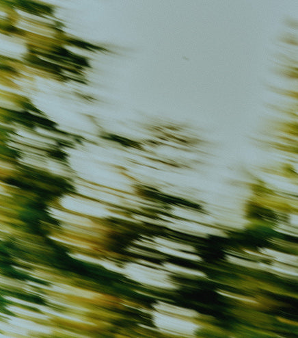 A motion shot of tree tops blowing in the wind against blue sky. 