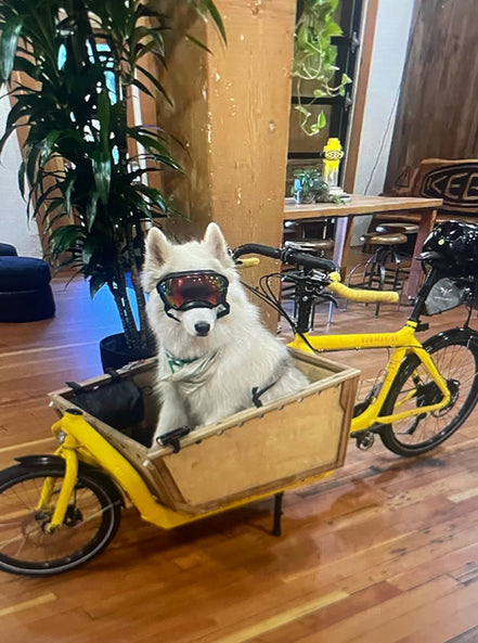 Fluffy, white dog wearing glasses in back trailer of yelllow bicycle at Keen headquarters