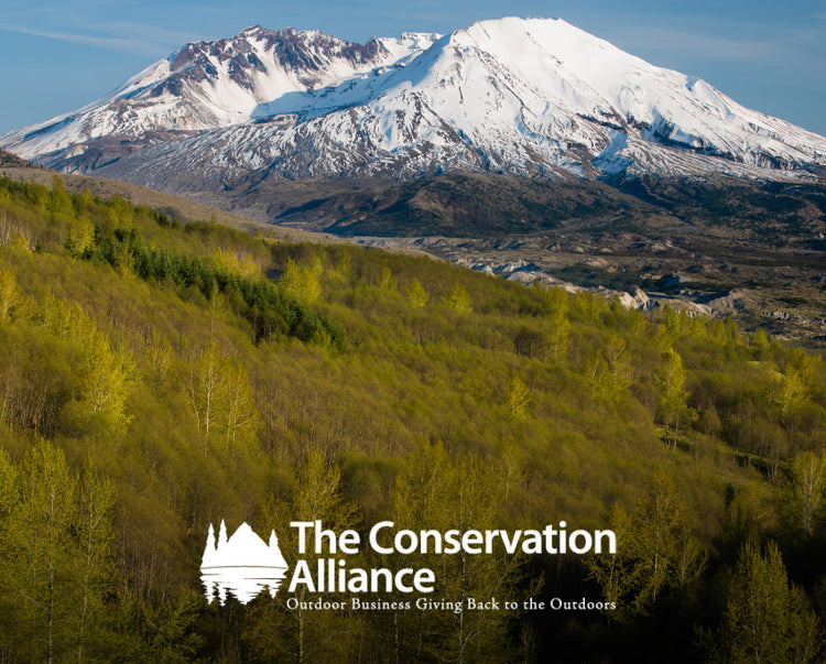 Large, snowy mountain behind vast, green trees.